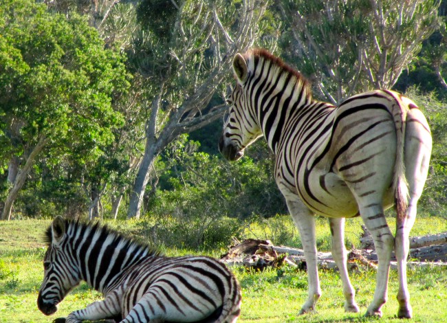 Zebras on safari