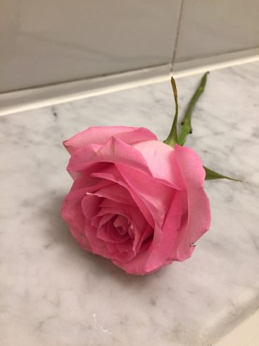 rose